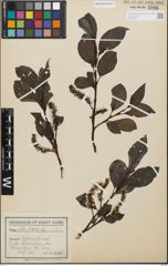 Foto von Salix glabra Scop.